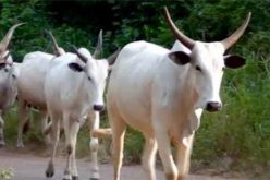 Cow and blood democracy
