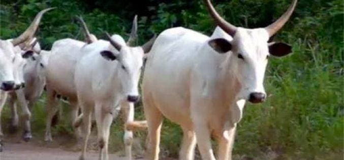 Cow and blood democracy