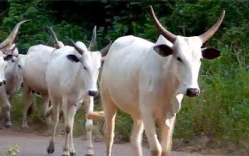 30 dead cows get mass burial in Ondo as health workers monitor community markets