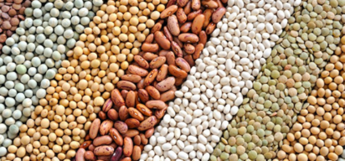 EU Ban: NAQS discloses effort to make Nigerian beans acceptable internationally