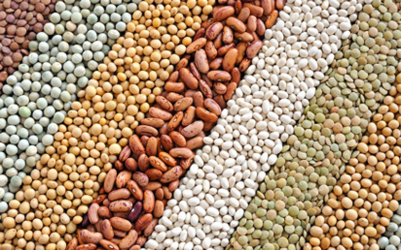 EU Ban: NAQS discloses effort to make Nigerian beans acceptable internationally