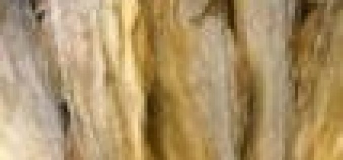 Norwegian Seafood Council kicks against CBN’s inclusion of stockfish in banned list