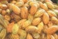 FG to boost cocoa production, export with jute bag factories