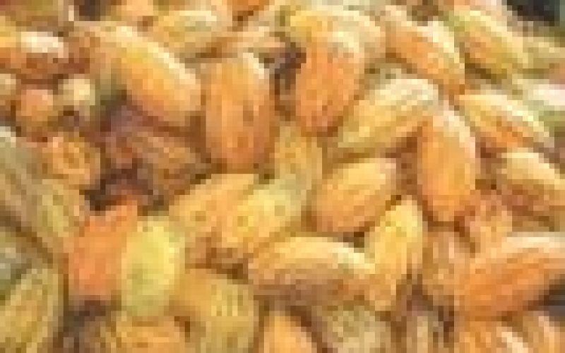 FG to boost cocoa production, export with jute bag factories
