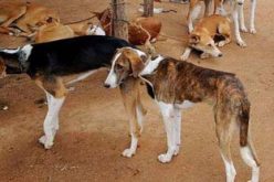 Lagos govt to vaccinate 1.5m dogs against rabies