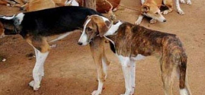 Lagos govt to vaccinate 1.5m dogs against rabies