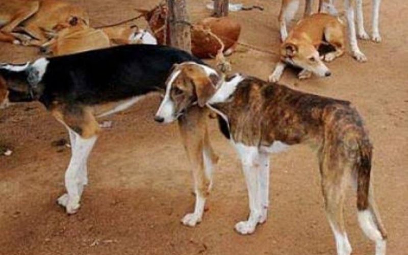 Lagos govt to vaccinate 1.5m dogs against rabies