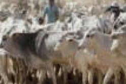 Migrant herders transiting through Kaduna, Niger states not bandits — Govt