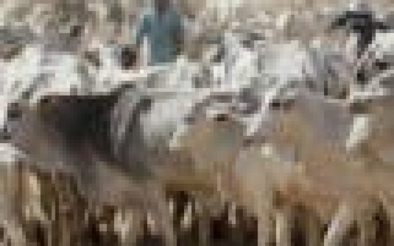 Migrant herders transiting through Kaduna, Niger states not bandits — Govt