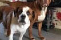 Anti-rabies: Lagos targets 1.5M dogs for vaccination