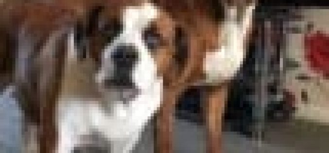 Anti-rabies: Lagos targets 1.5M dogs for vaccination