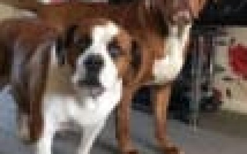 Anti-rabies: Lagos targets 1.5M dogs for vaccination