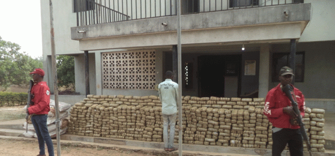 NDLEA seizes 1,292kg of illicit drug in Ondo forest, arrests 9