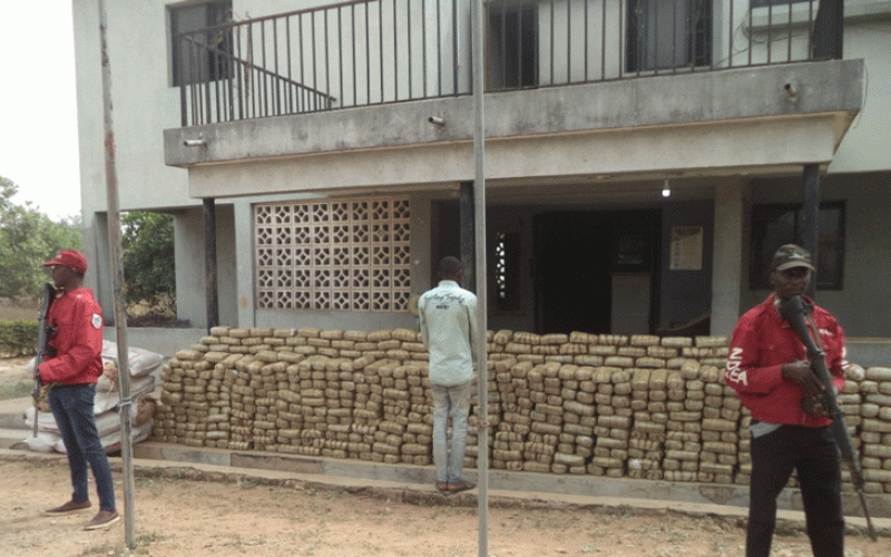 NDLEA seizes 1,292kg of illicit drug in Ondo forest, arrests 9