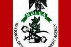 NDLEA custody not necessarily punitive but reformative – Directorate