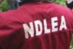 NDLEA arrests 95 suspects, recovers cannabis, other narcotics worth N12.4m in Oyo