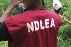 NDLEA nabs 2 drug traffickers with N264m cocaine in Abuja