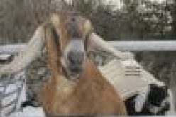 Man hacks neighbour to death over goat theft in Rivers