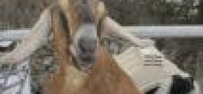 Man hacks neighbour to death over goat theft in Rivers