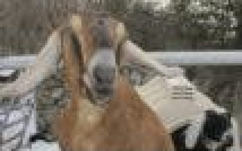 Man hacks neighbour to death over goat theft in Rivers