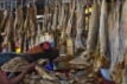 Stock-fish dealers seek access to Forex