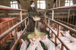 Huawei takes ICT to pig farming, as smartphones sales drop