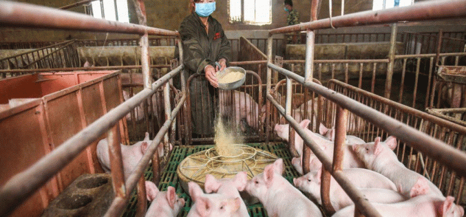 Huawei takes ICT to pig farming, as smartphones sales drop