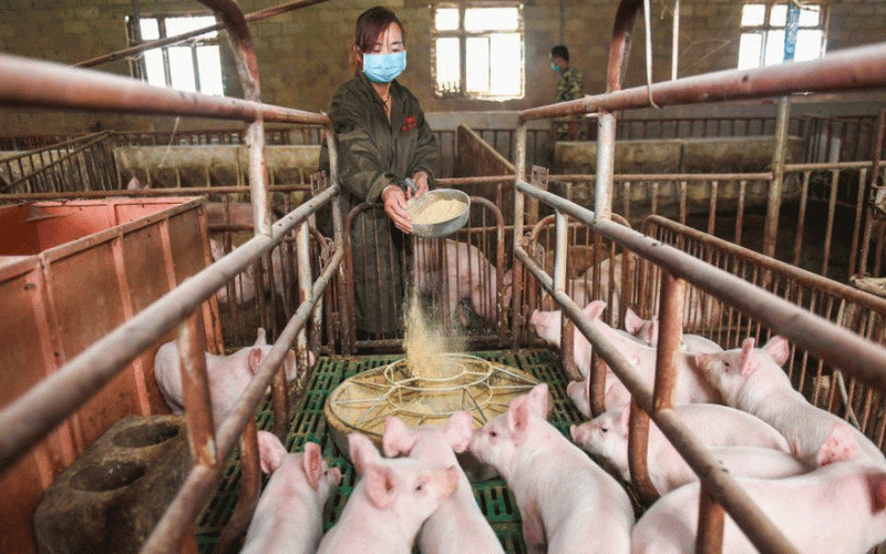 Huawei takes ICT to pig farming, as smartphones sales drop