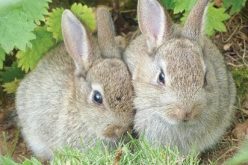 25,000 liters of urine from over 5,000 rabbits to serve as organic fertilizer — NALDA
