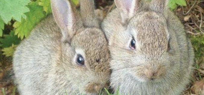 25,000 liters of urine from over 5,000 rabbits to serve as organic fertilizer — NALDA