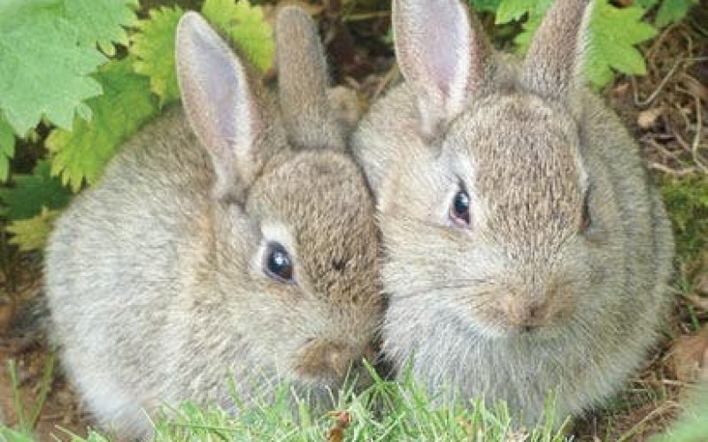 25,000 liters of urine from over 5,000 rabbits to serve as organic fertilizer — NALDA