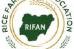Rice farmers in Kebbi producing 4m tonnes annually — RIFAN