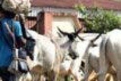 ANAMBRA HERDSMEN CRISES: Fear grips communities, controversies trail incident