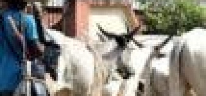 Tension in Abuja over hundreds of migrating herders from Niger Republic