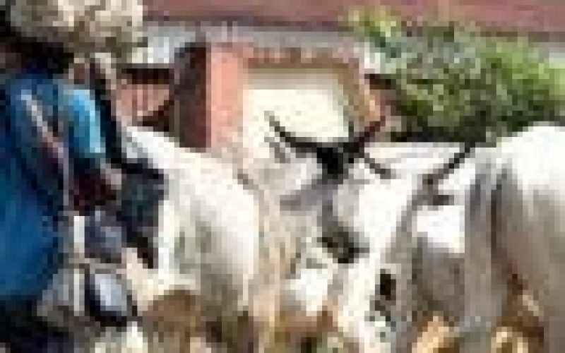 ANAMBRA HERDSMEN CRISES: Fear grips communities, controversies trail incident