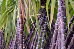 Sugarcane can boost sperm count, conception — Expert