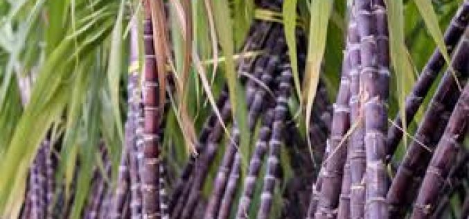 Sugarcane can boost sperm count, conception — Expert
