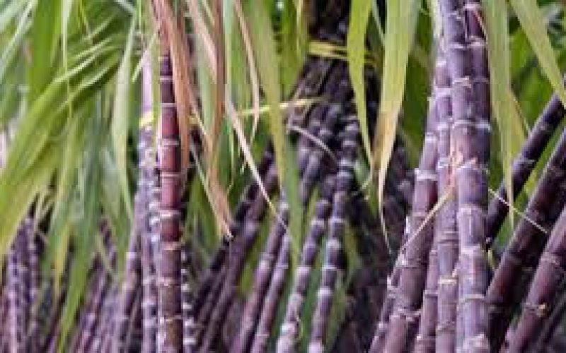Sugarcane can boost sperm count, conception — Expert