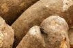 Agribusiness: FG builds capacity of extension workers on yam production