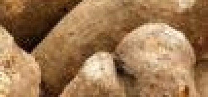 Agribusiness: FG builds capacity of extension workers on yam production