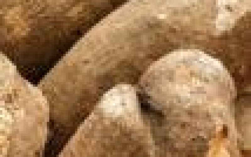 Agribusiness: FG builds capacity of extension workers on yam production