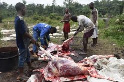Economic sanction against killer herdsmen: Stop eating cow meat, Nigerians told