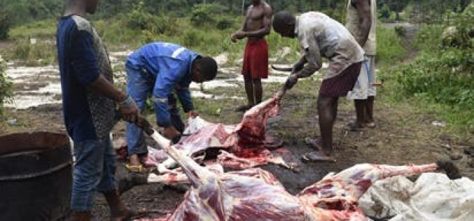 Economic sanction against killer herdsmen: Stop eating cow meat, Nigerians told