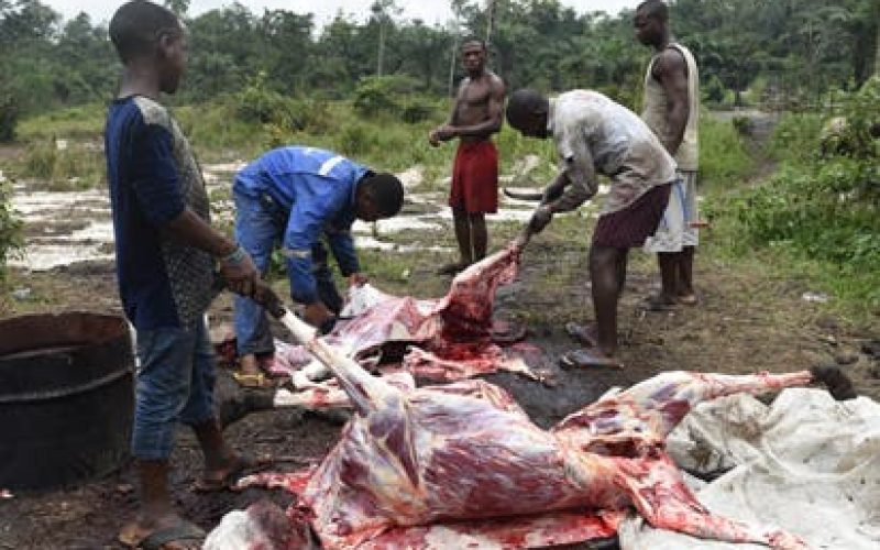 Economic sanction against killer herdsmen: Stop eating cow meat, Nigerians told