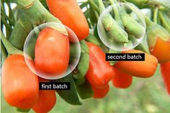 Doctors Want it Kept secret… But Here’s a Natural Eye Tea That Restores Eyesight, Reverses Glaucoma & Cataracts In Just Few Weeks without eyedrops!