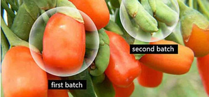 Doctors Want it Kept secret… But Here’s a Natural Eye Tea That Restores Eyesight, Reverses Glaucoma & Cataracts In Just Few Weeks without eyedrops!