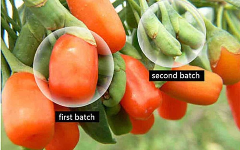 Doctors Want it Kept secret… But Here’s a Natural Eye Tea That Restores Eyesight, Reverses Glaucoma & Cataracts In Just Few Weeks without eyedrops!