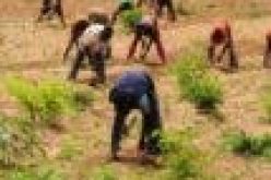 Universal Insurance to commence micro, agric businesses