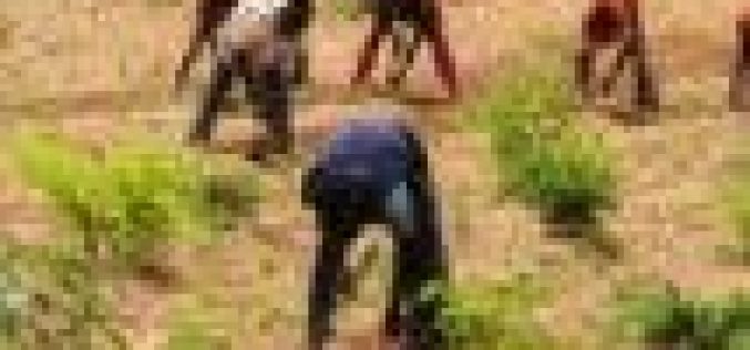 Why we opposed blockade of foodstuff to South — Benue farmers