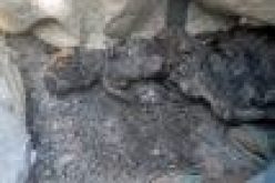 Mysterious fire razes 620 houses, burnt minor to death in Borno IDPs’ camp